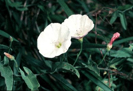 Field Bindweed, convolvulas arvensis